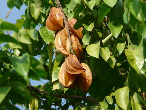 Image of carambola