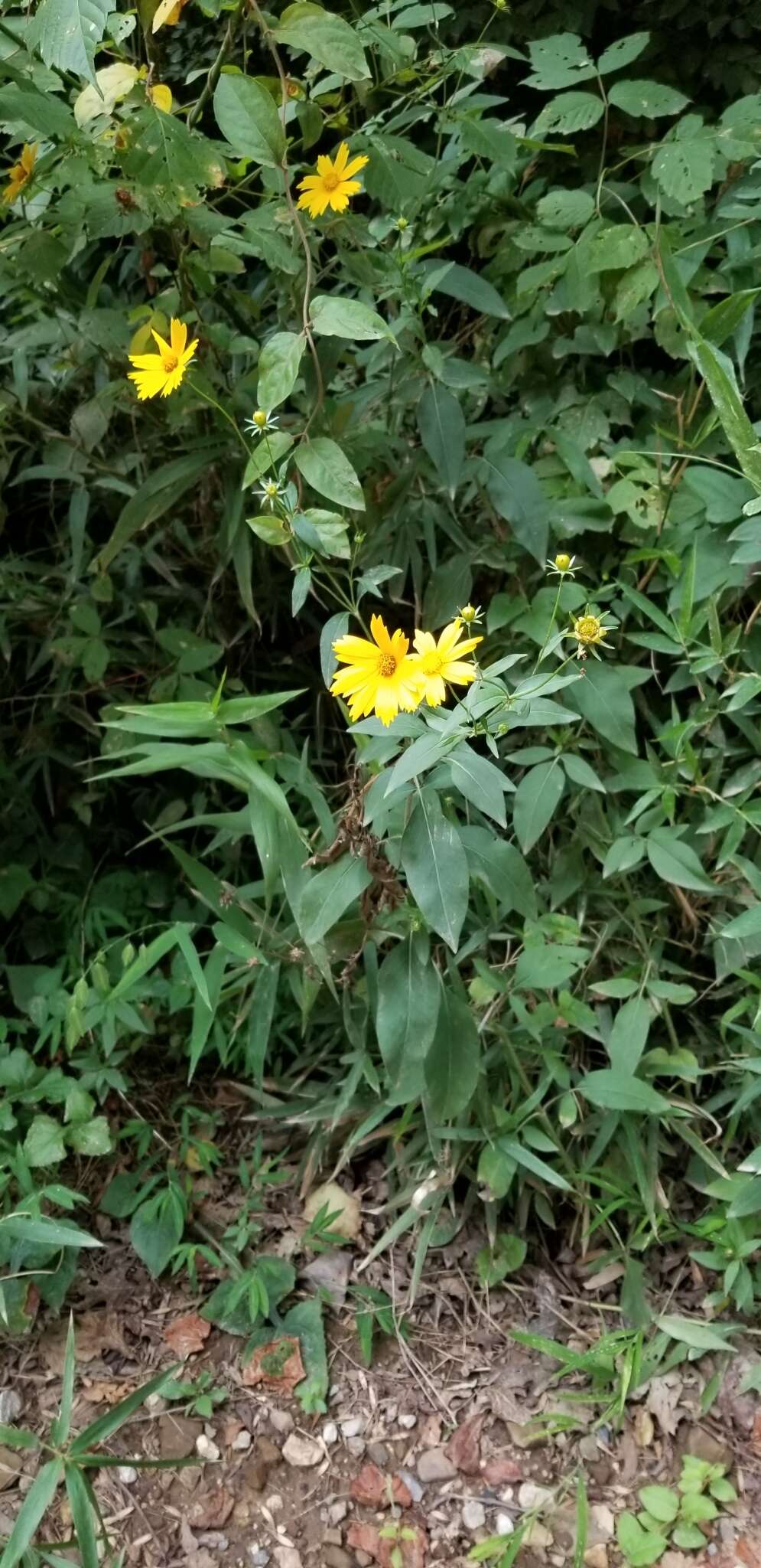 Image of <i>Coreopsis <i>pubescens</i></i> var. pubescens