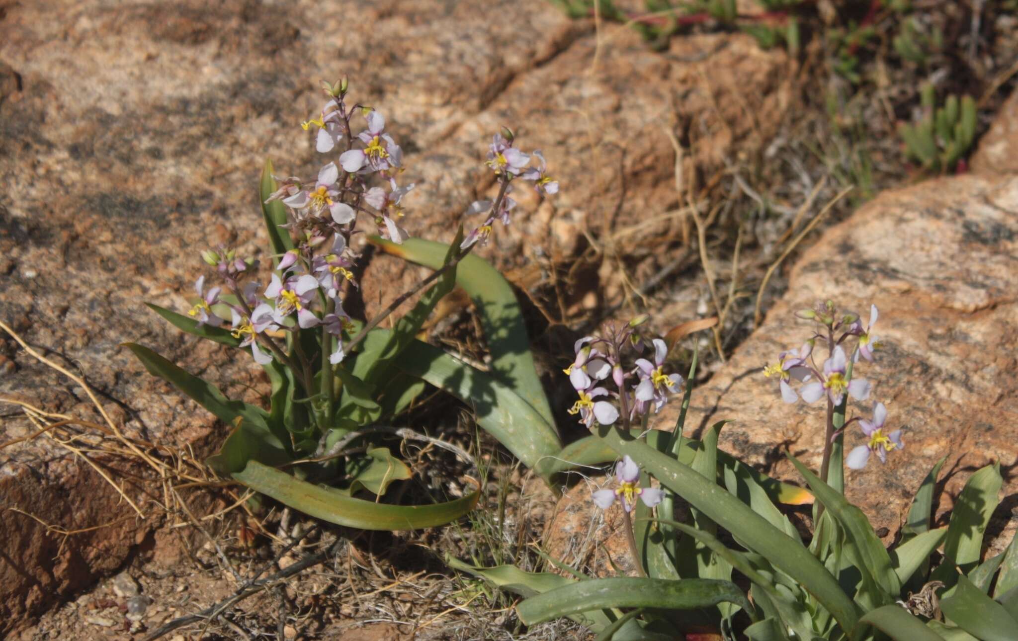 Image of Cyanella cygnea G. Scott