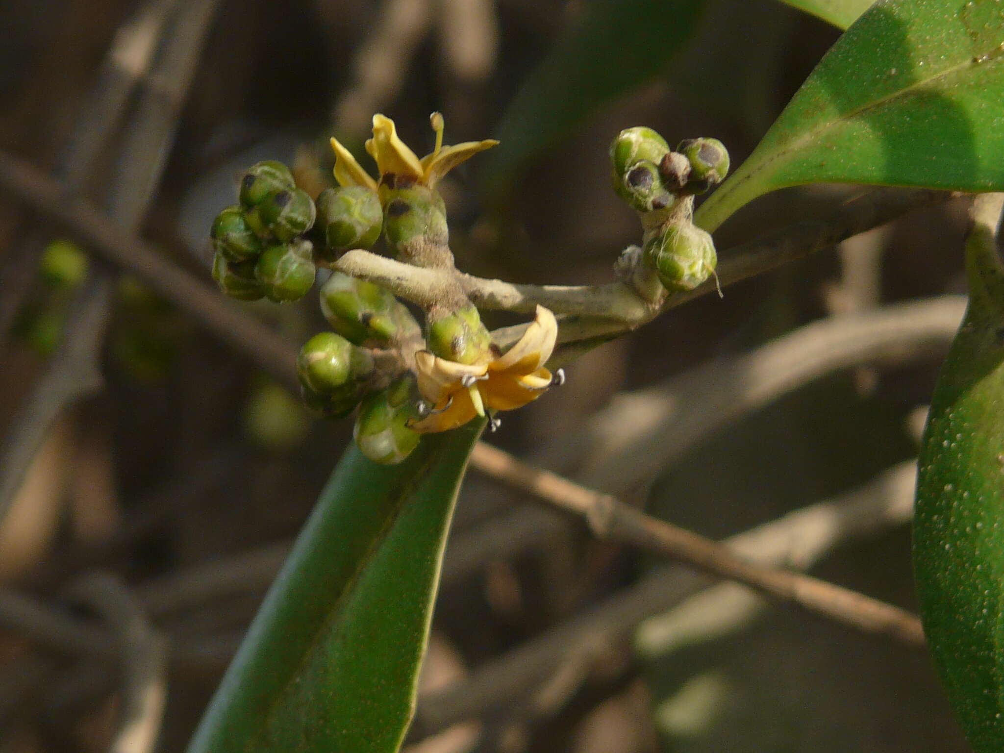 Слика од Avicennia marina subsp. marina