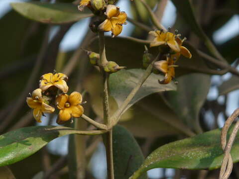 Слика од Avicennia marina subsp. marina