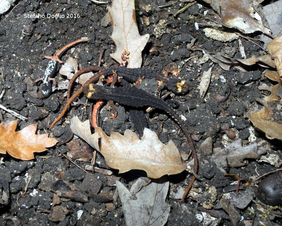 Image of spectacled salamander