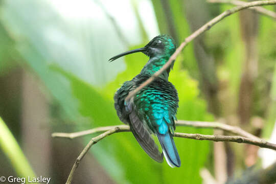 Image of White-tailed Sabrewing