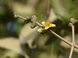 Image of Mangrove