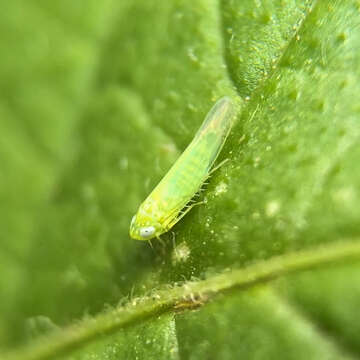 Image of Potato Leafhopper