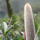 Image de Arthrocereus melanurus subsp. magnus N. P. Taylor & Zappi