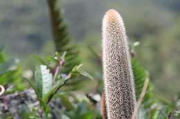 Image of Arthrocereus melanurus subsp. magnus N. P. Taylor & Zappi