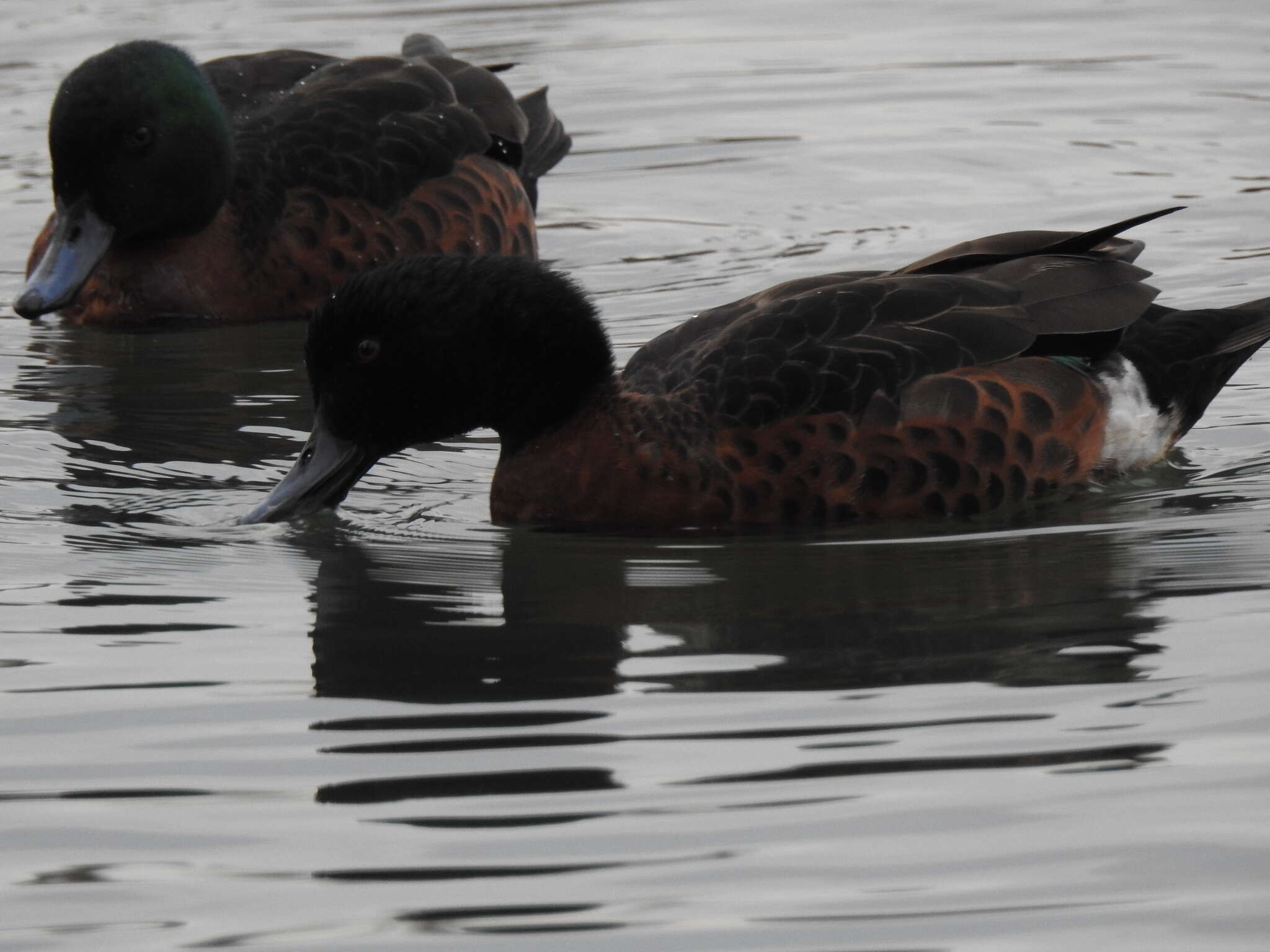 Image of Chestnut Teal