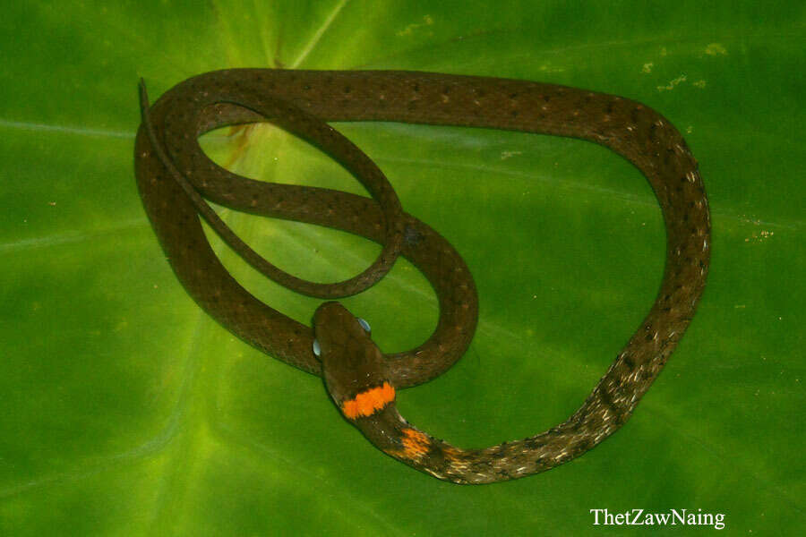 Image of Orange-collared Keelback