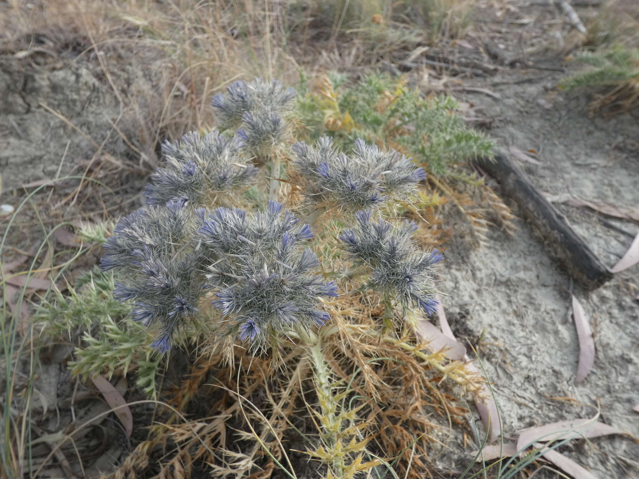 Plancia ëd Cardopatium corymbosum (L.) Pers.