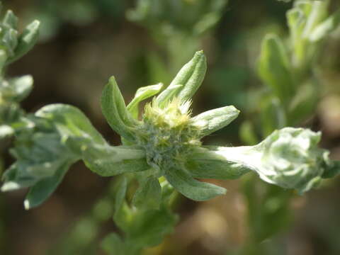 Image of broad-leaved cutweed