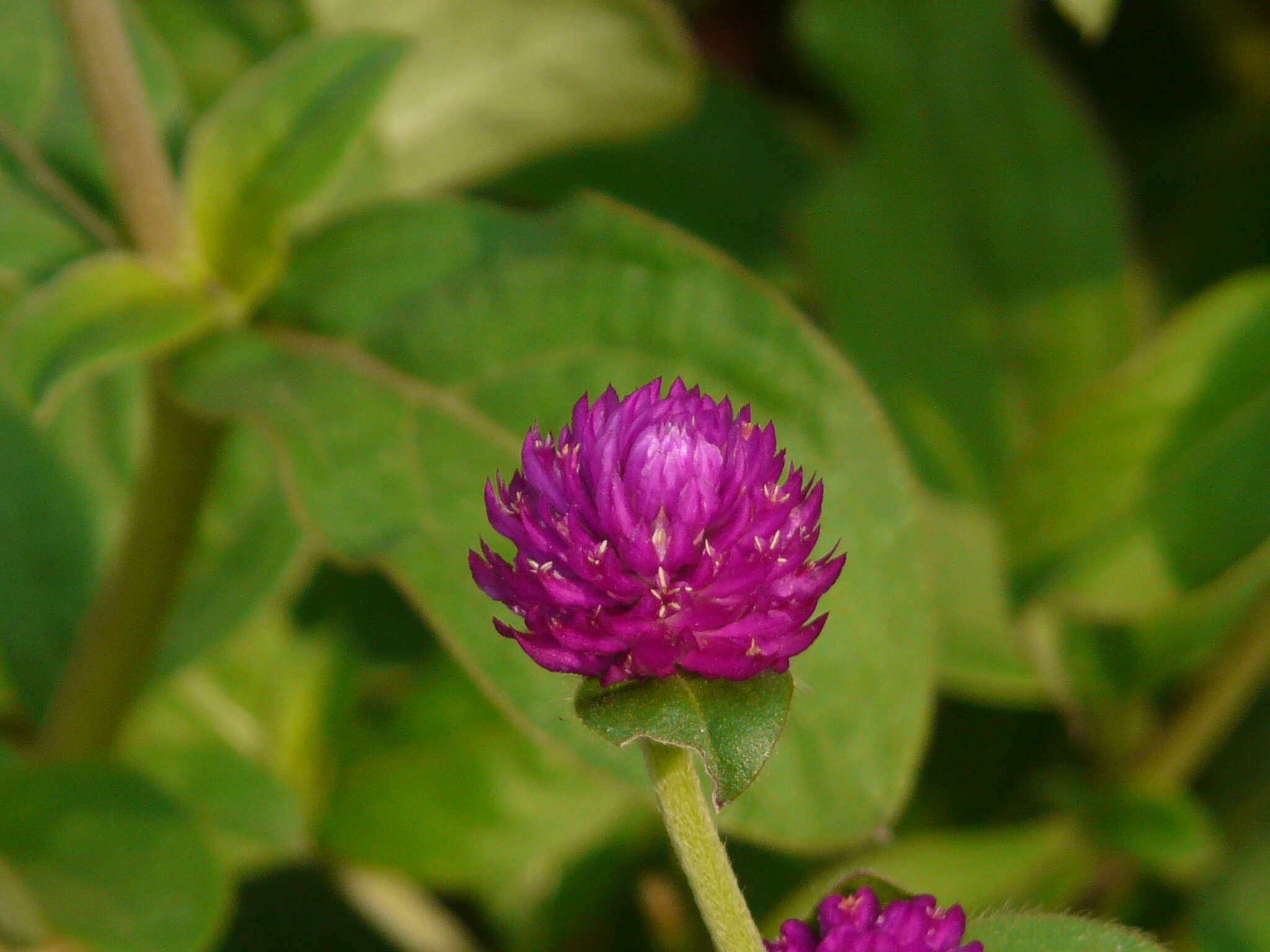 Image of Globe Amaranth