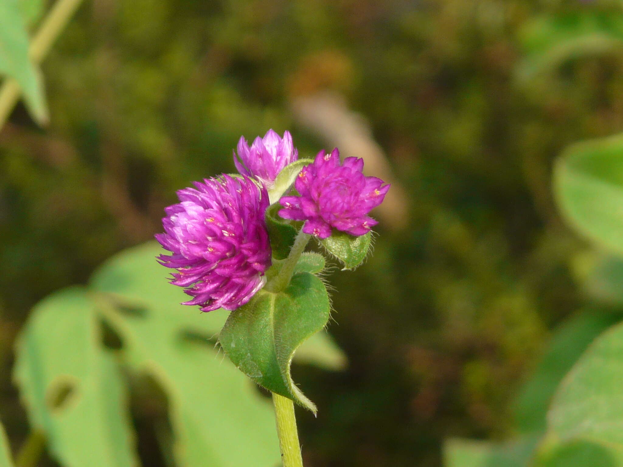 Image of Globe Amaranth