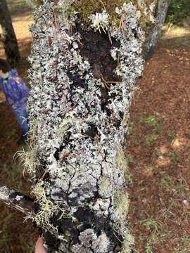 Image of Arnold's parmotrema lichen