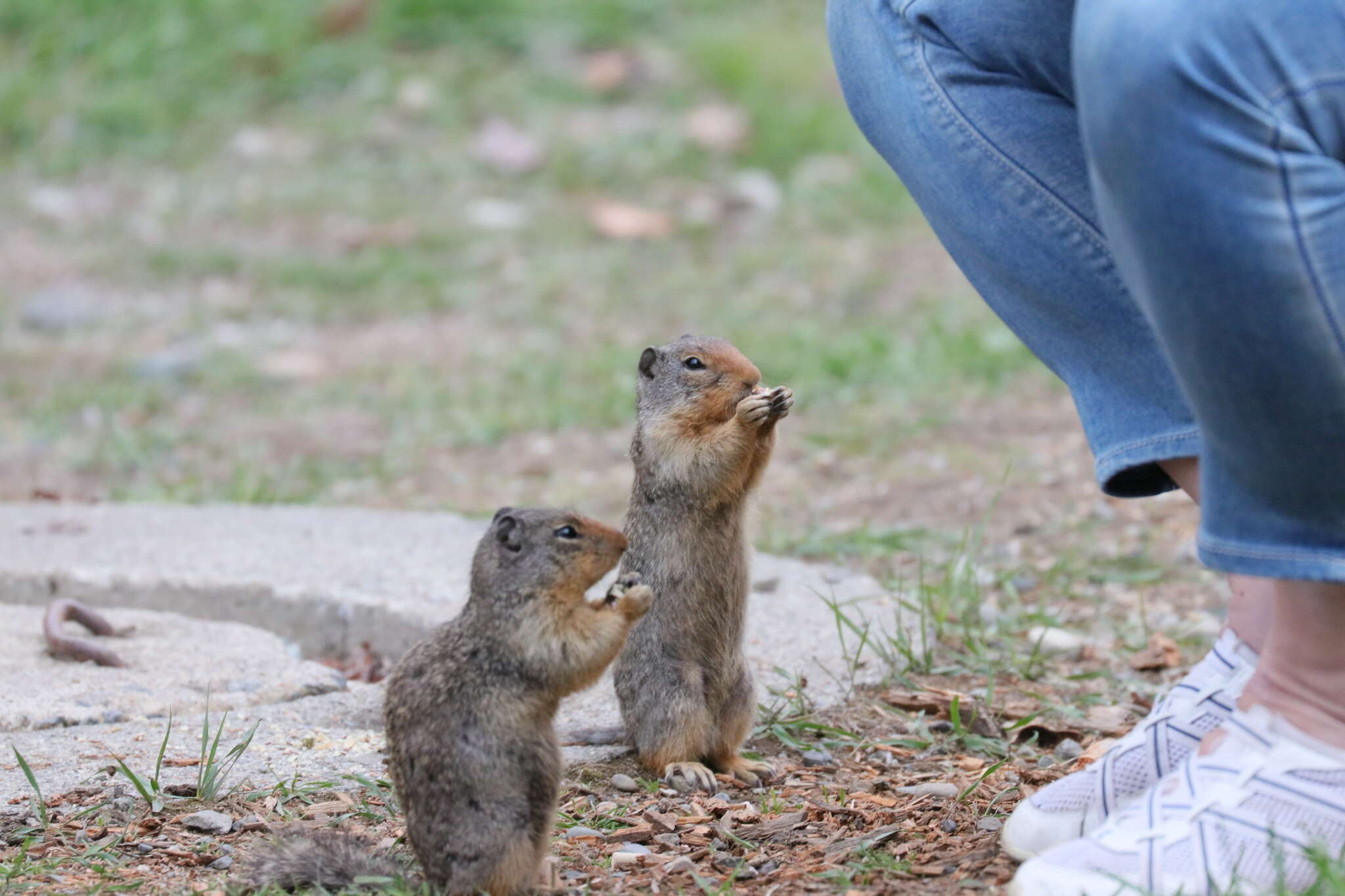 Image of Columbian ground squirrel