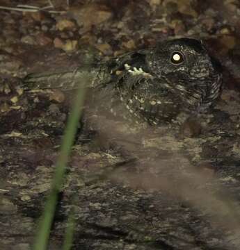 Image of Blackish Nightjar