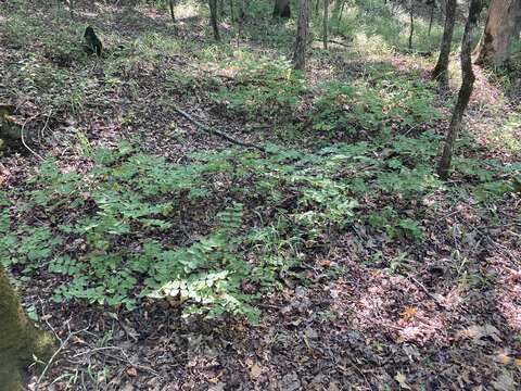 Image of Ouachita False Indigo