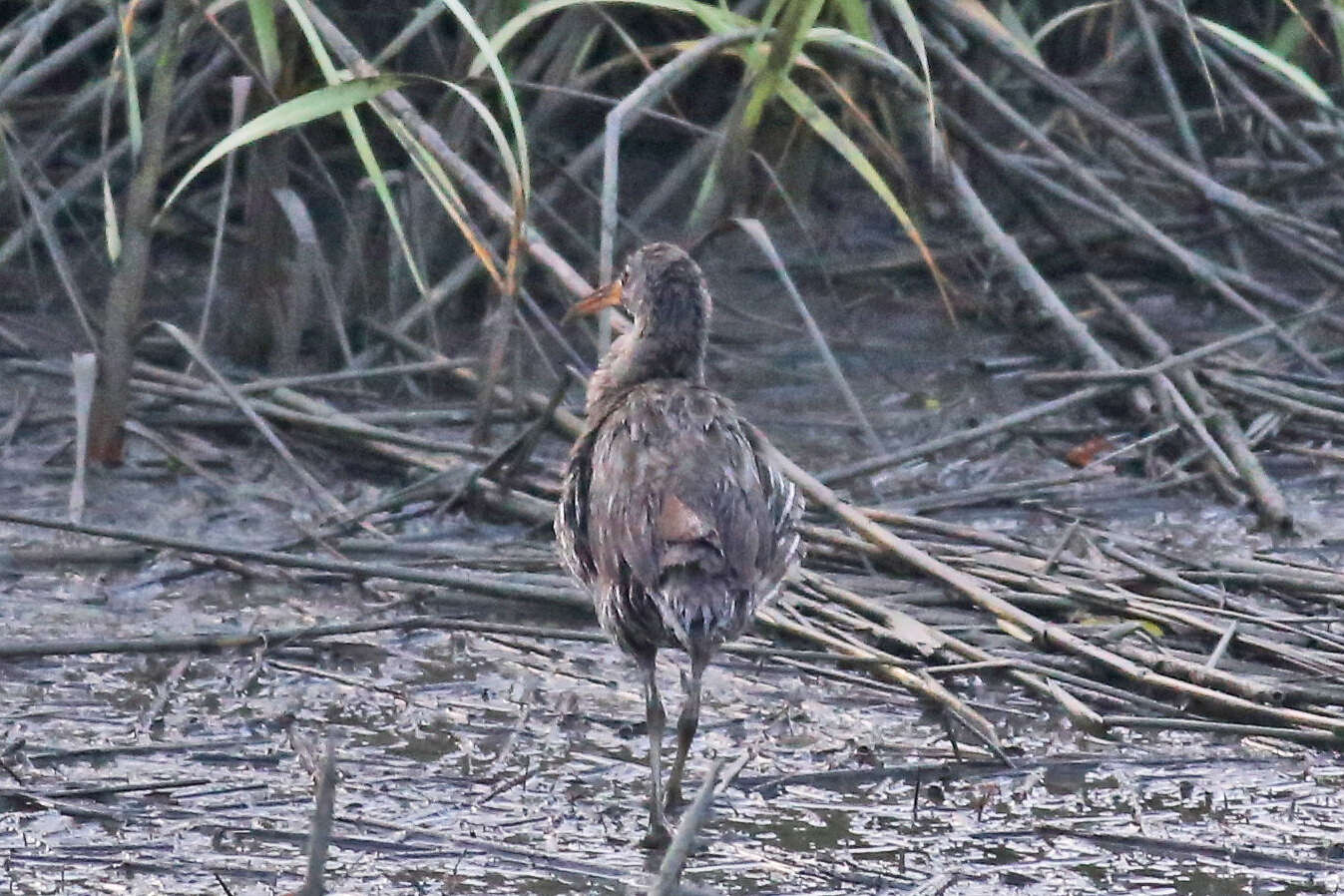 Image of Clapper Rail