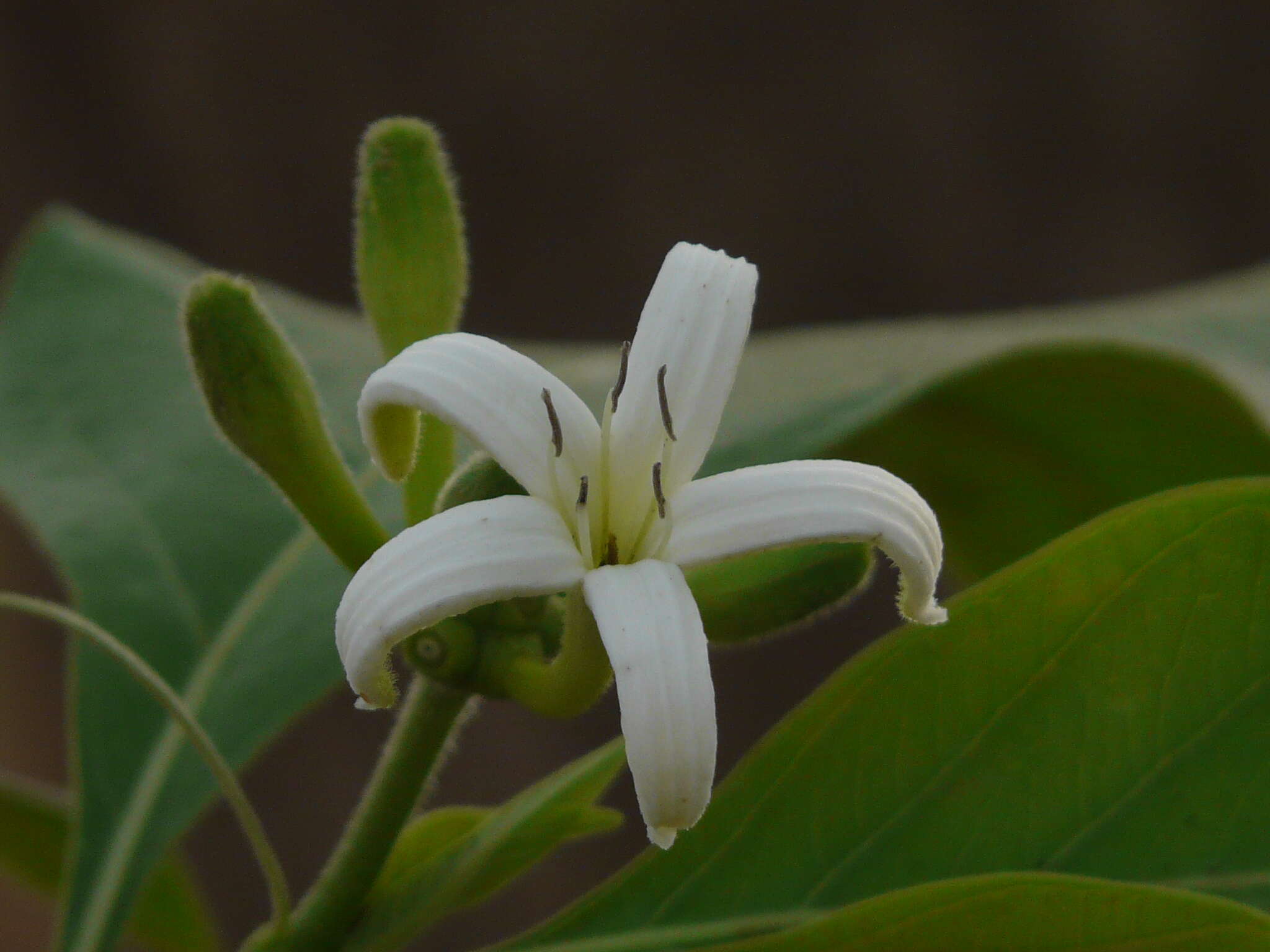 Image of Indian mulberry