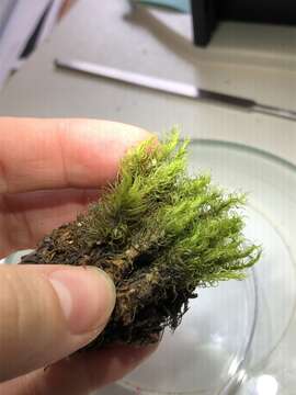 Image of Ontario dicranum moss