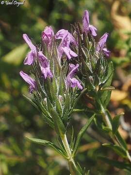 Image of Thymbra spicata L.