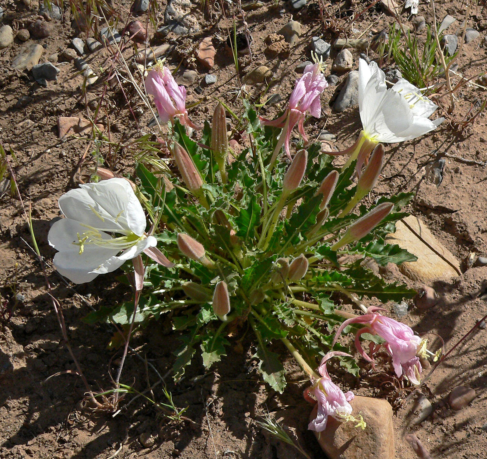 Oenothera cespitosa Nutt. resmi