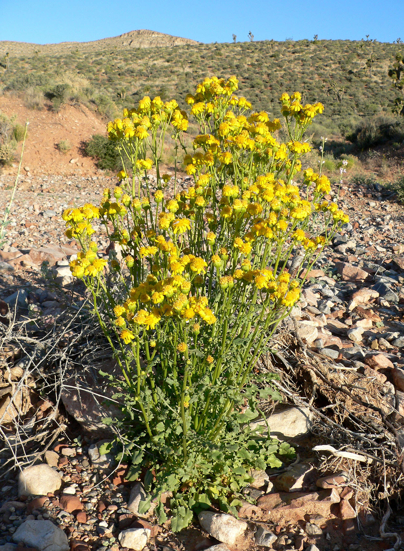 Image of lobeleaf groundsel