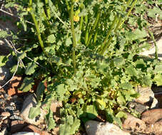 Image of lobeleaf groundsel