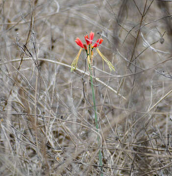 Image of Eucrosia bicolor Ker Gawl.