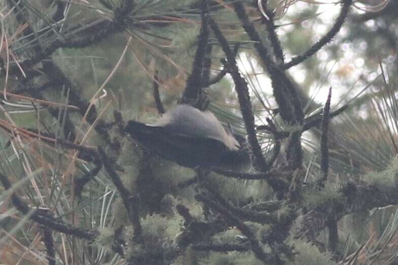 Image de Sitta pygmaea melanotis Van Rossem 1929