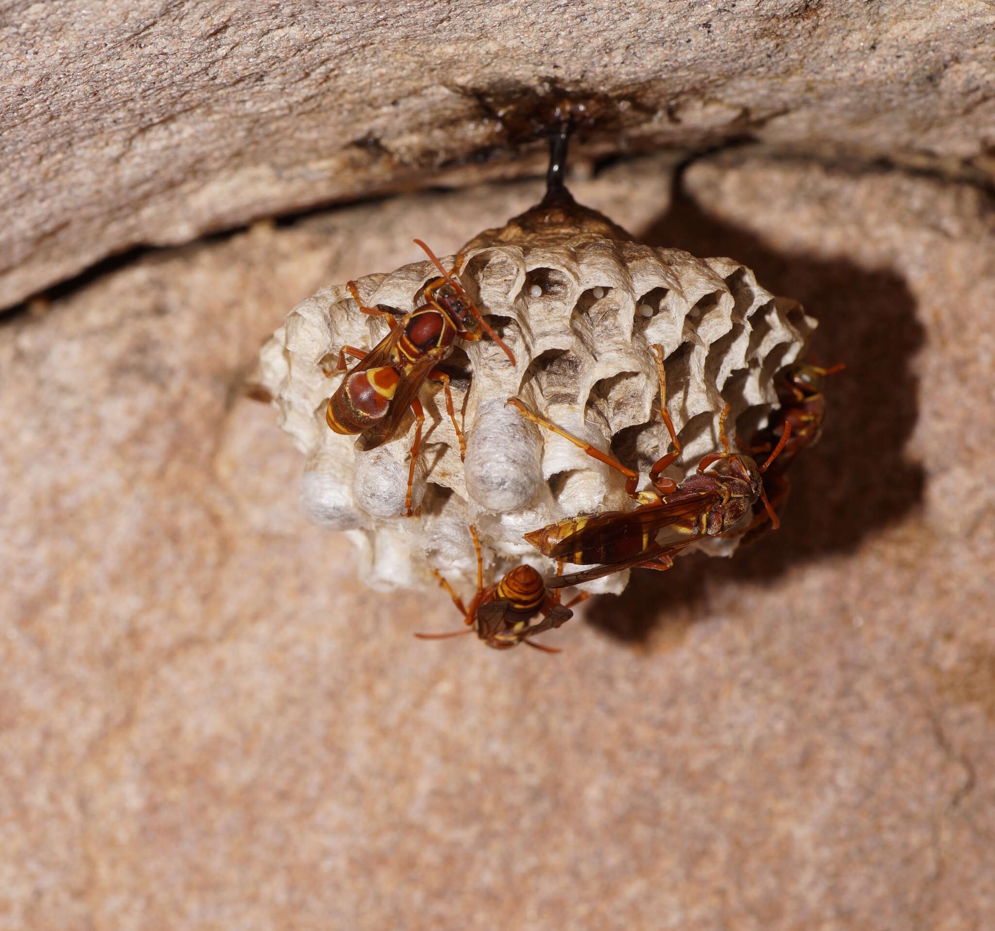 Image of Polistes stigma townsvillensis Giordani Soika 1975