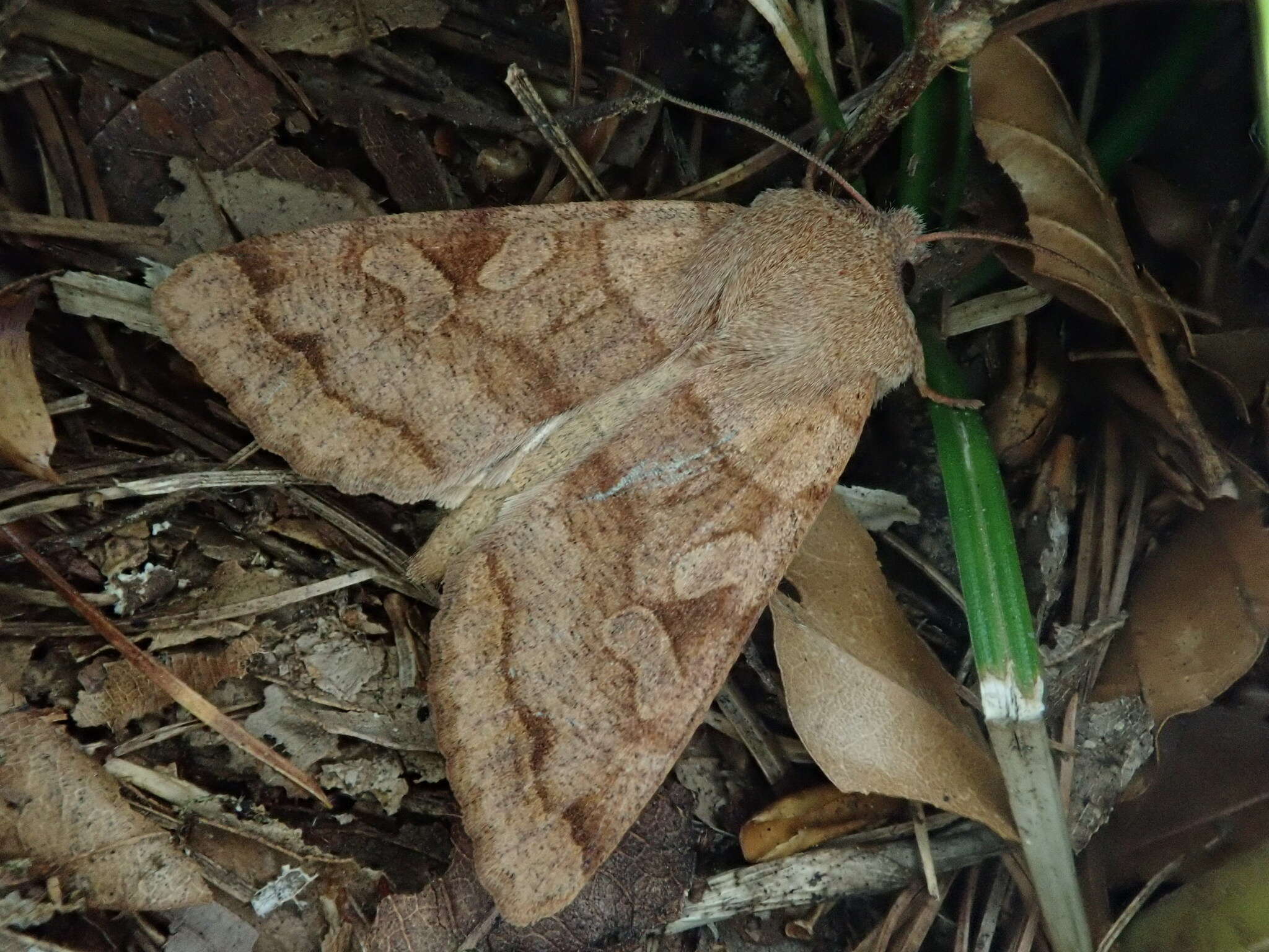 Слика од Orthosia aoyamensis Matsumura 1926