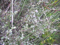 Image of Erica cordata var. cordata