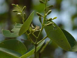 Imagem de Bauhinia racemosa Lam.