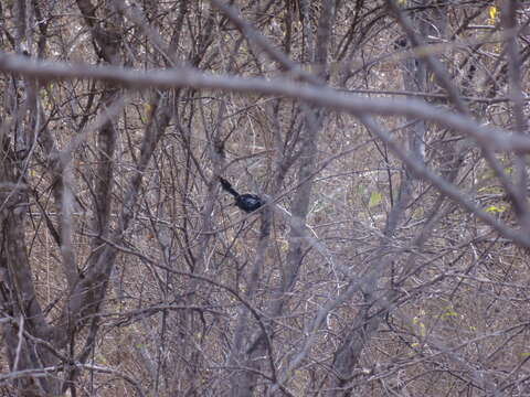 Image of Black-bellied Antwren