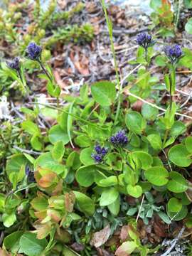 Plancia ëd Veronica alpina L.