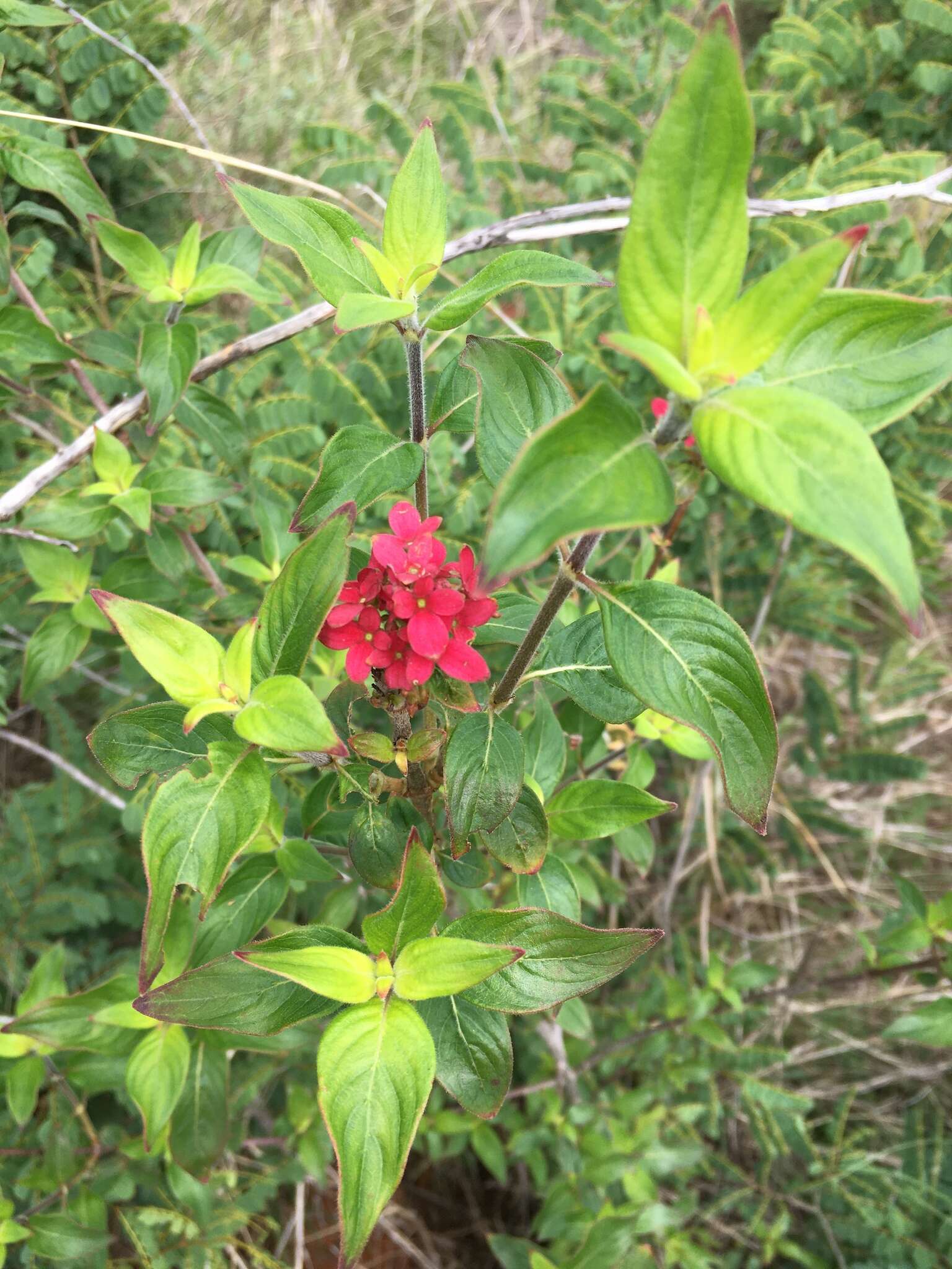 صورة Paracarphalea pervilleana (Baill.) Razafim., Ferm, B. Bremer & Kårehed