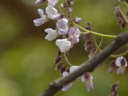 Слика од Dalbergia lanceolaria L. fil.