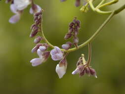 Слика од Dalbergia lanceolaria L. fil.