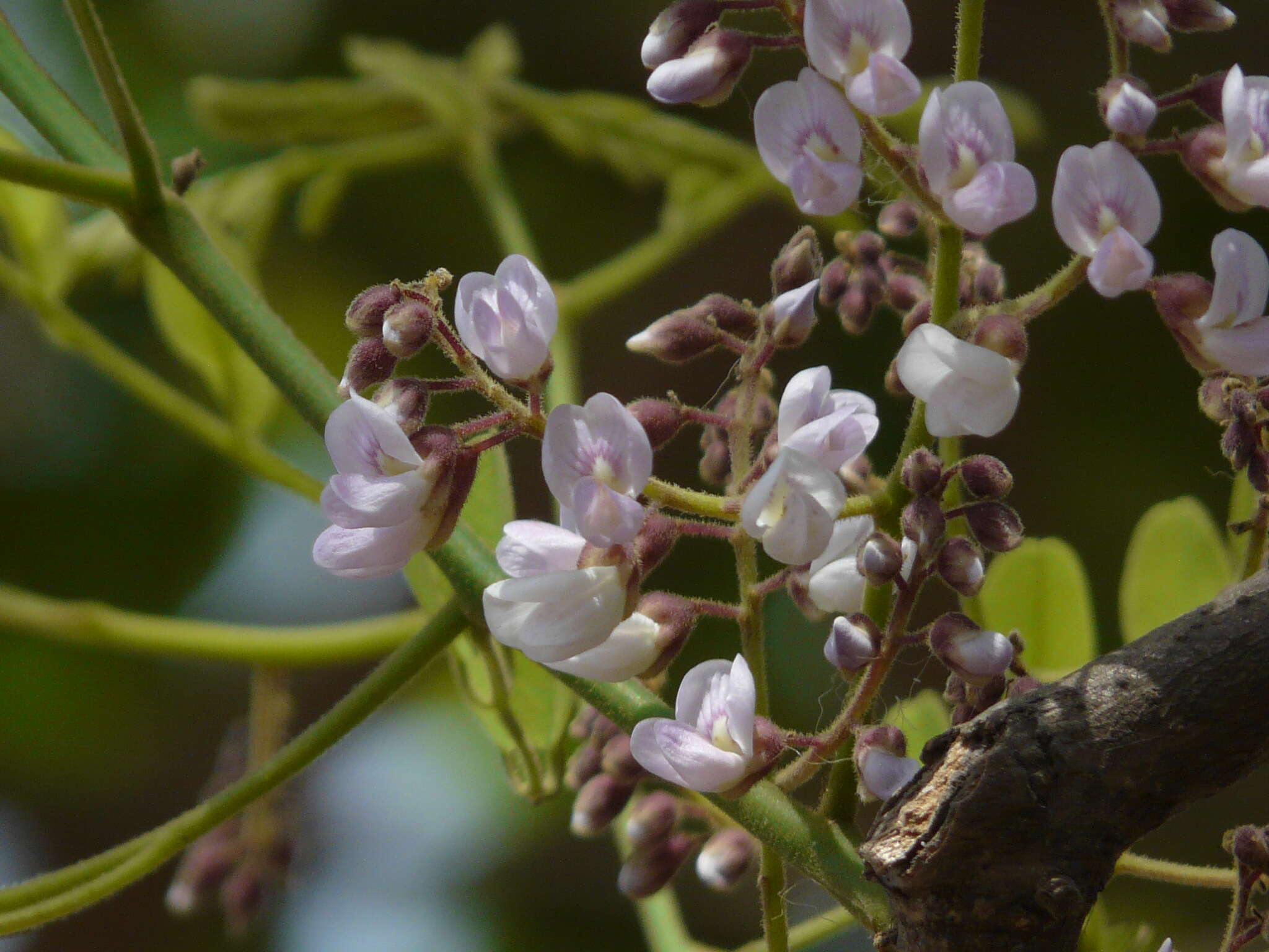 Слика од Dalbergia lanceolaria L. fil.