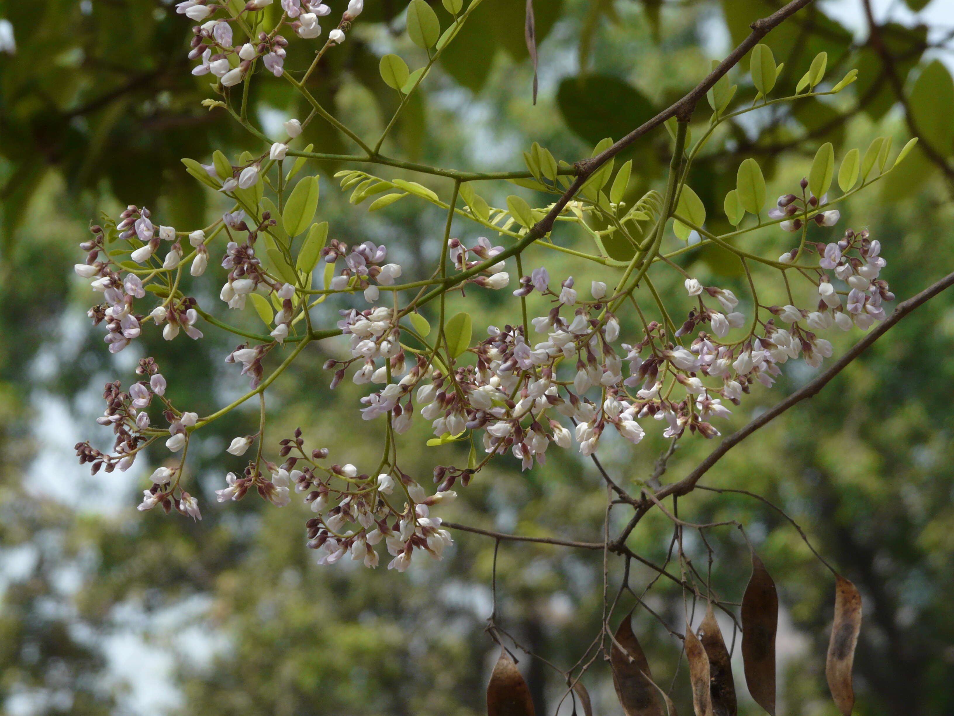 Слика од Dalbergia lanceolaria L. fil.