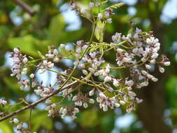 Слика од Dalbergia lanceolaria L. fil.