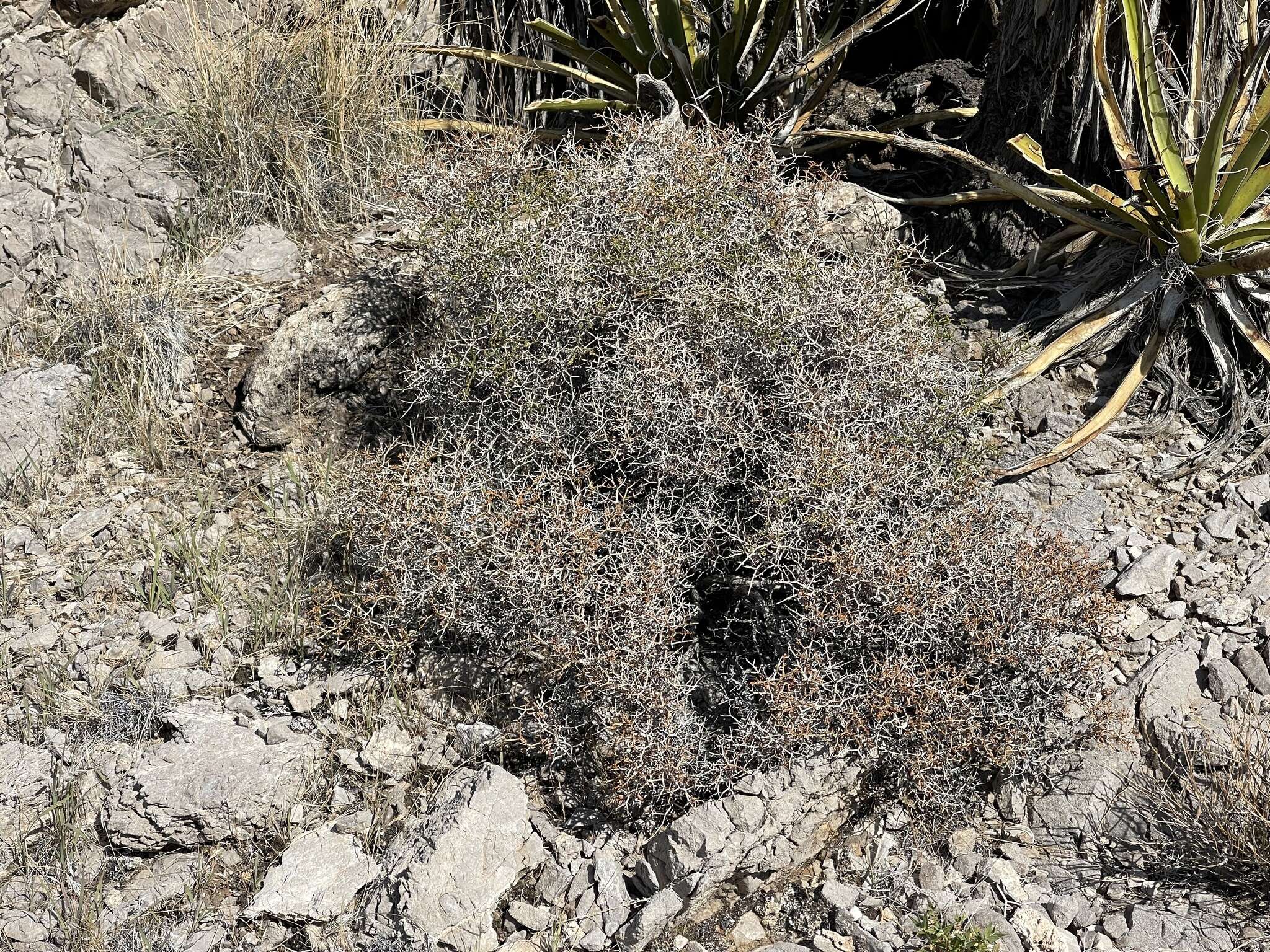 Imagem de Eriogonum heermannii var. sulcatum (S. Wats.) Munz & Reveal