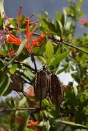 Image of Chilean firebush