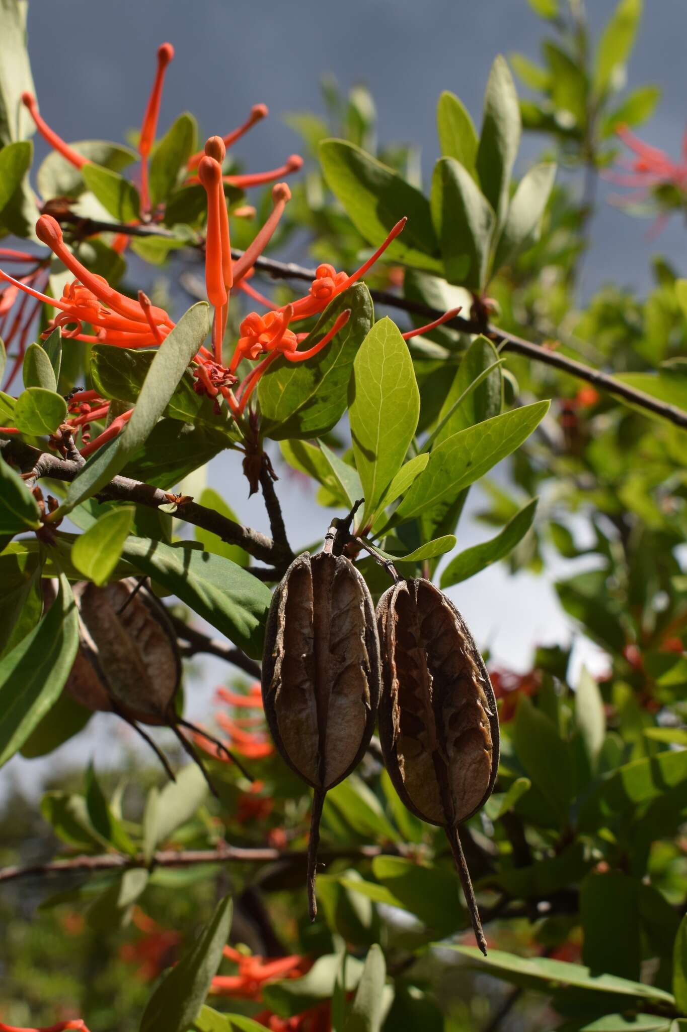 Imagem de Embothrium coccineum J. R. Forster & G. Forster