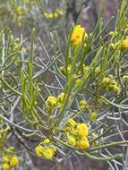 Image of Senna artemisioides subsp. filifolia