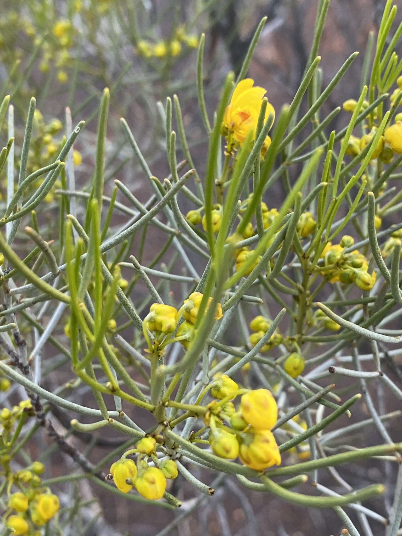 Image of Senna artemisioides subsp. filifolia