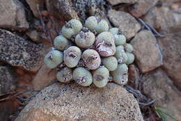 Image of Conophytum truncatum (Thunb.) N. E. Br.