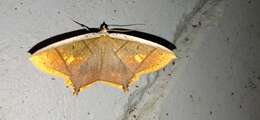 صورة Thinopteryx crocoptera Kollar 1844