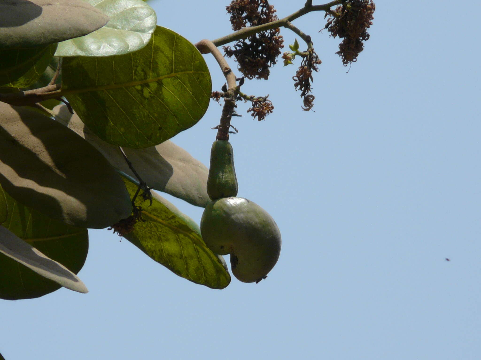 Image of cashew